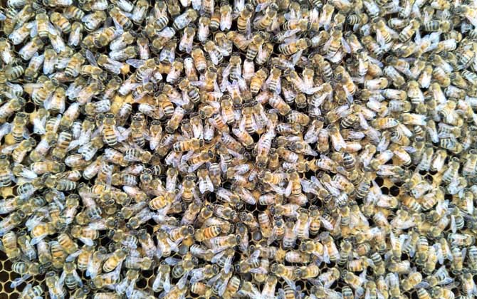 中蜂介王最快的方法 中蜂介王