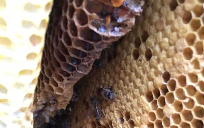 蜜蜂為什么不造脾? 蜜蜂不造脾