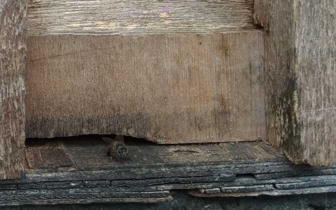 新手養蜂要掌握哪些技術? 新手養蜂