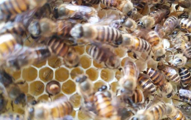 新收的蜜蜂怎么管理才好? 蜜蜂管理