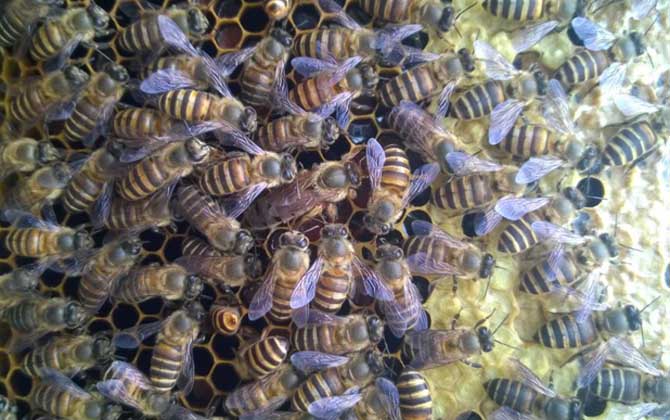 春季養蜂技術及注意事項 春季養蜂