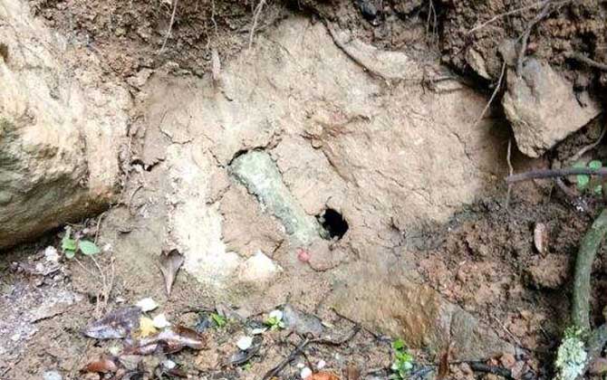 誘蜂洞好還是誘蜂箱好? 誘蜂