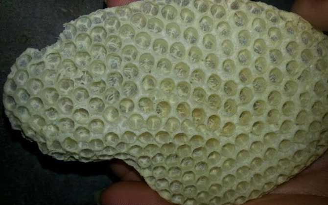 工蜂產卵20天怎么處理? 工蜂產卵