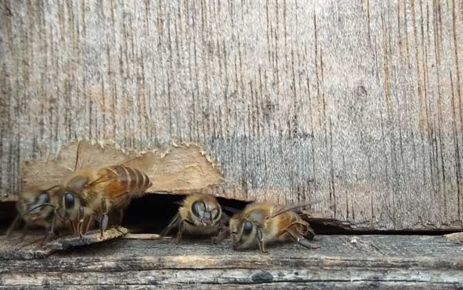 幾十只蜂的蛋群速繁法 蛋群