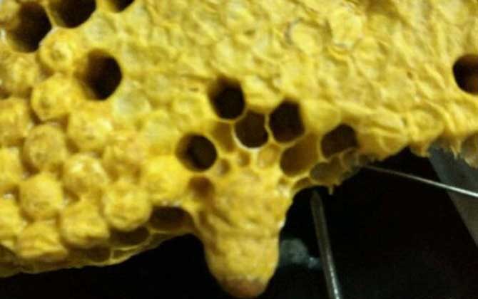 有了王臺(tái)怎樣人工分蜂? 人工分蜂