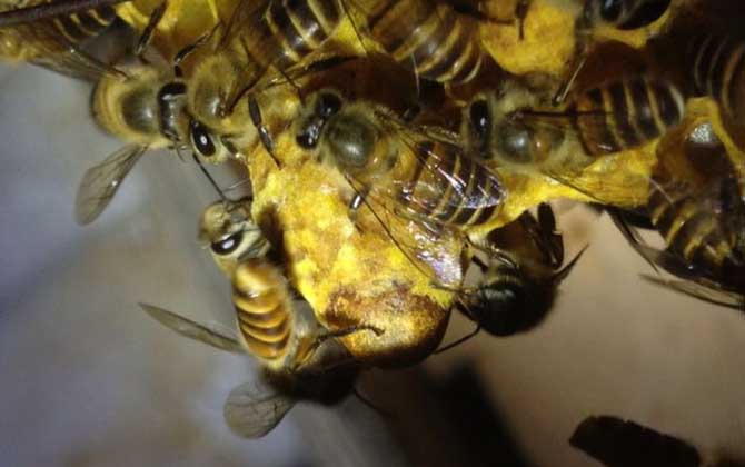 有了王臺(tái)怎樣人工分蜂? 人工分蜂