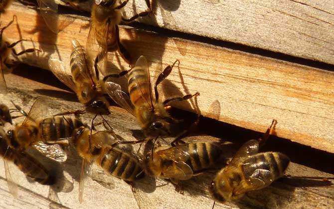 蜜蜂養殖知識及技術大全 蜜蜂養殖