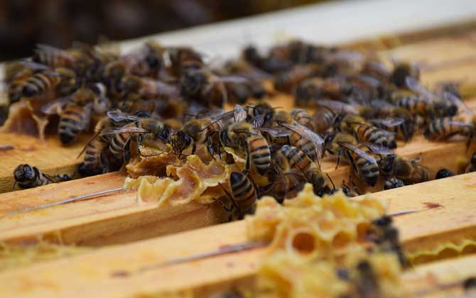 養(yǎng)蜜蜂的方法及注意事項 養(yǎng)蜜蜂