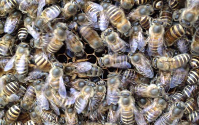 養(yǎng)蜜蜂的方法及注意事項 養(yǎng)蜜蜂