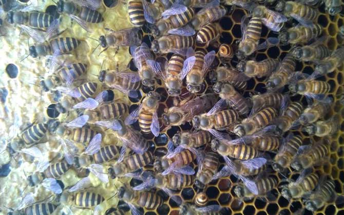 養(yǎng)蜜蜂的方法及注意事項 養(yǎng)蜜蜂