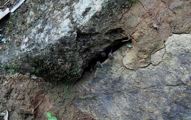 最牛誘蜂的訣竅及注意事項 誘蜂