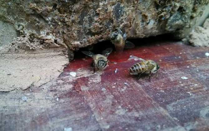 最牛誘蜂的訣竅及注意事項 誘蜂