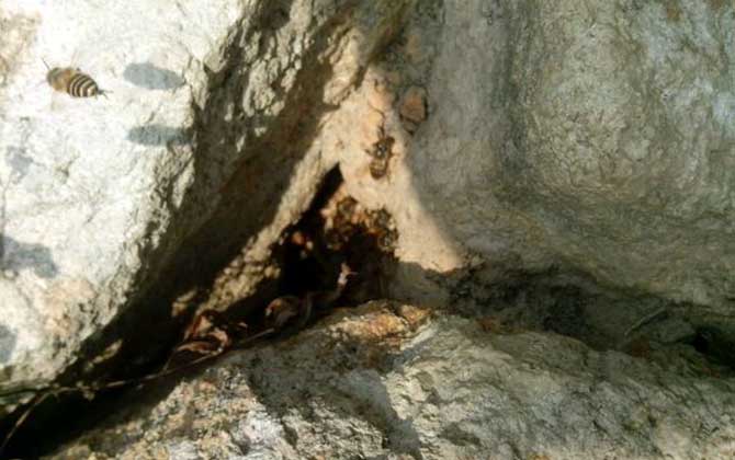 最牛誘蜂的訣竅及注意事項 誘蜂