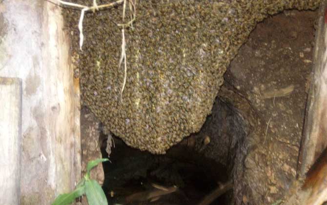 最牛誘蜂的訣竅及注意事項 誘蜂