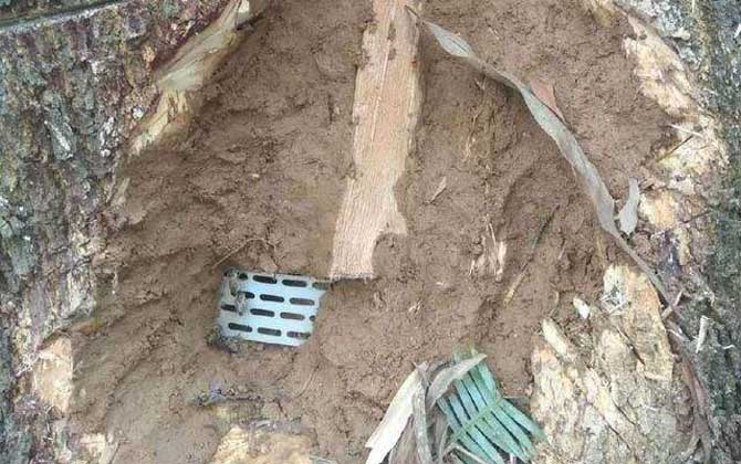 最牛誘蜂的訣竅及注意事項 誘蜂