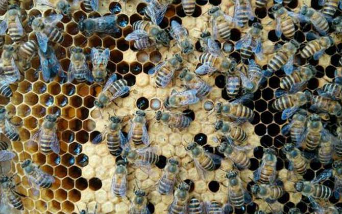 怎樣合并蜂群快速有效? 合并蜂群