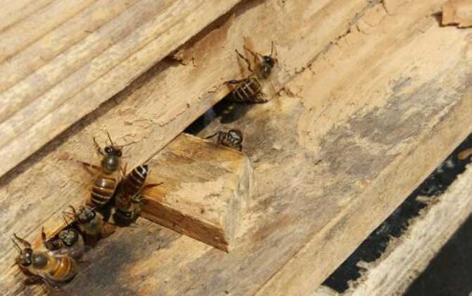 用什么東西誘蜂最快? 誘蜂