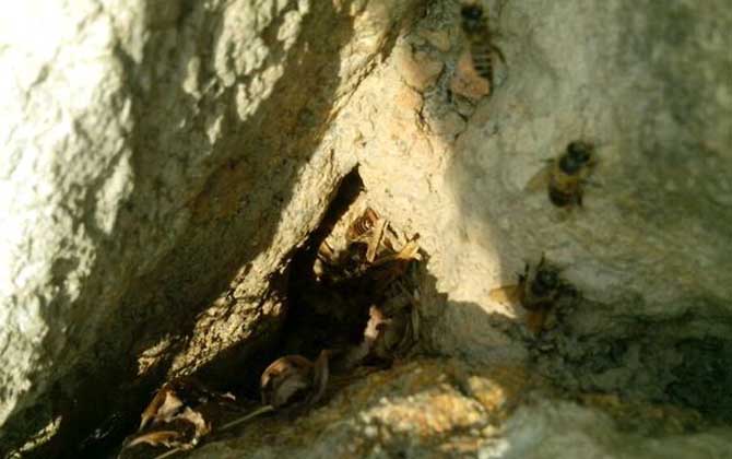 用什么東西誘蜂最快? 誘蜂