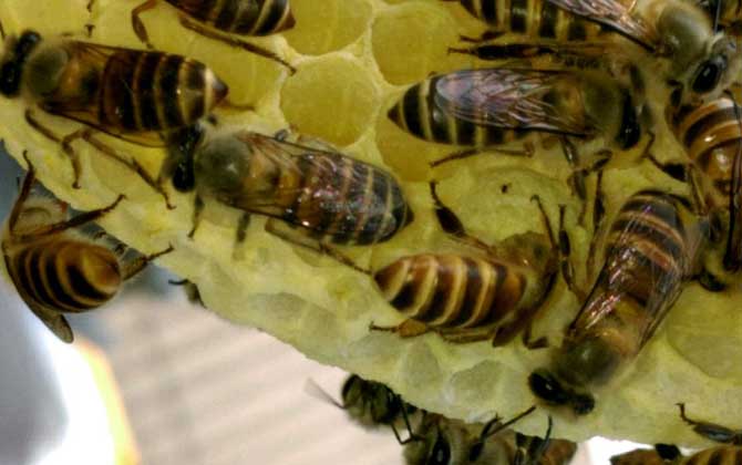 蜜蜂剛抓回來怎么養(yǎng)? 蜜蜂