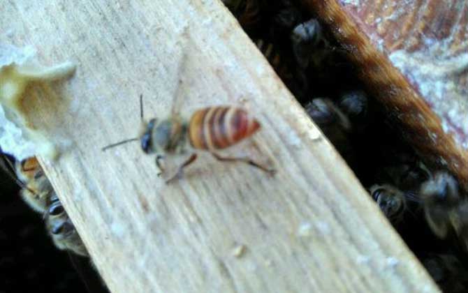 蜜蜂剛抓回來怎么養(yǎng)? 蜜蜂