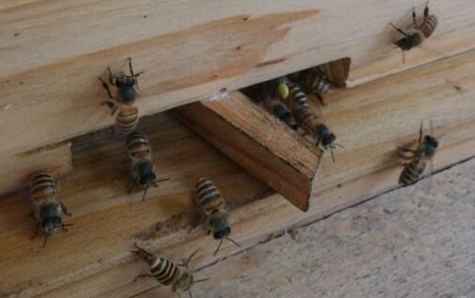 新收蜜蜂要喂幾天糖水? 蜜蜂