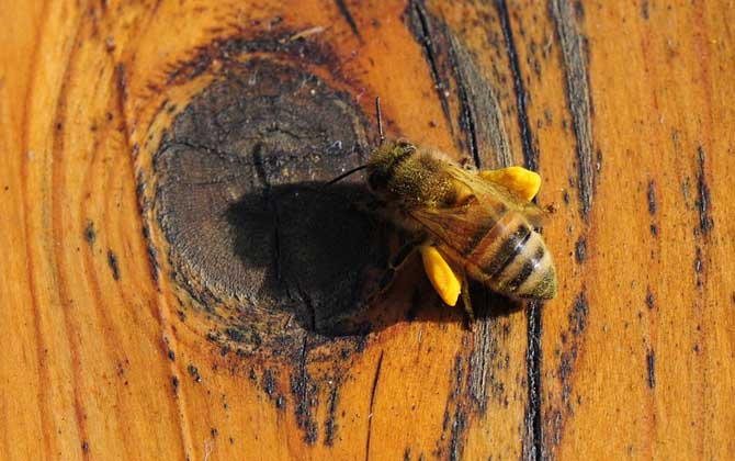 新手怎樣學(xué)養(yǎng)蜜蜂? 養(yǎng)蜂