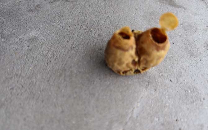 王臺封蓋后幾天能人工分蜂? 王臺