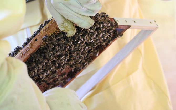 雙王群什么時候分開? 雙王群