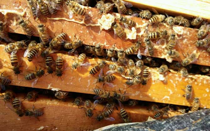 蜜蜂開箱的正確時間及注意事項 蜜蜂