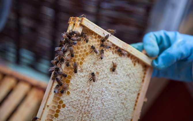 一脾蜂一個月繁殖多少? 一脾蜂