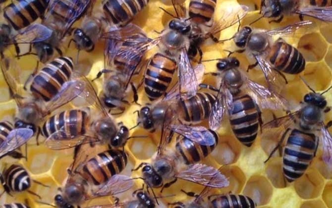 蜜蜂合群方法和最佳時(shí)間 蜂群