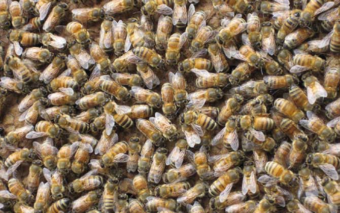 蜜蜂合群方法和最佳時(shí)間 蜂群