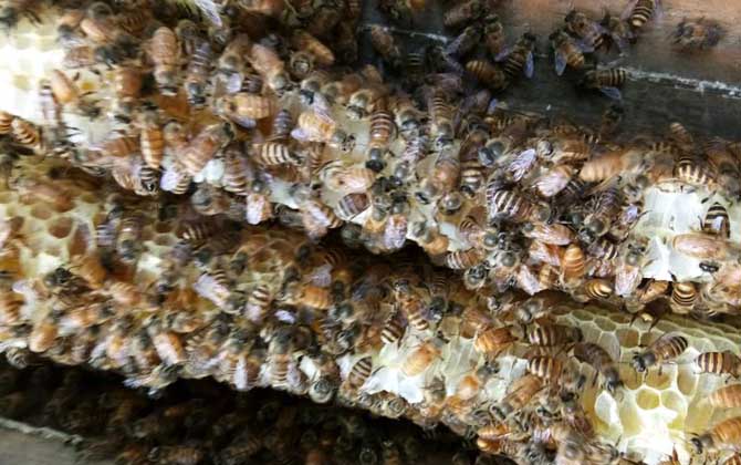 兩箱蜂合并有哪十種方法? 合并蜂群