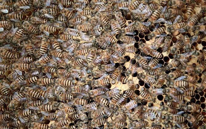 兩箱蜂合并有哪十種方法? 合并蜂群