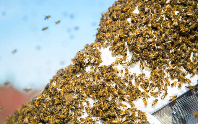 合并蜂群多久可以穩(wěn)定下來? 合并蜂群