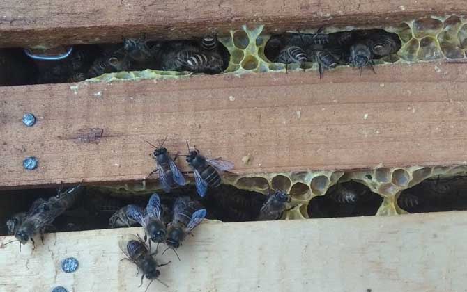 蜜蜂怎樣才能快速春繁? 蜜蜂春繁