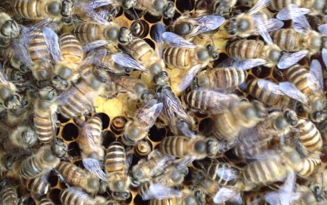 蜂群失王后怎樣介王最好? 介王