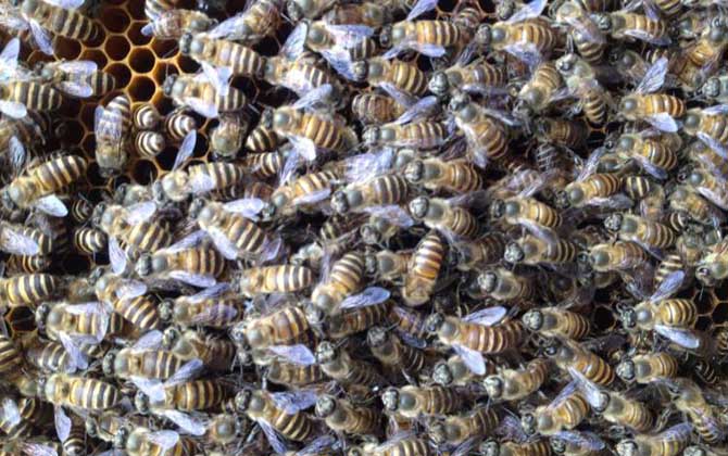 介王多久不圍王算成功? 介王