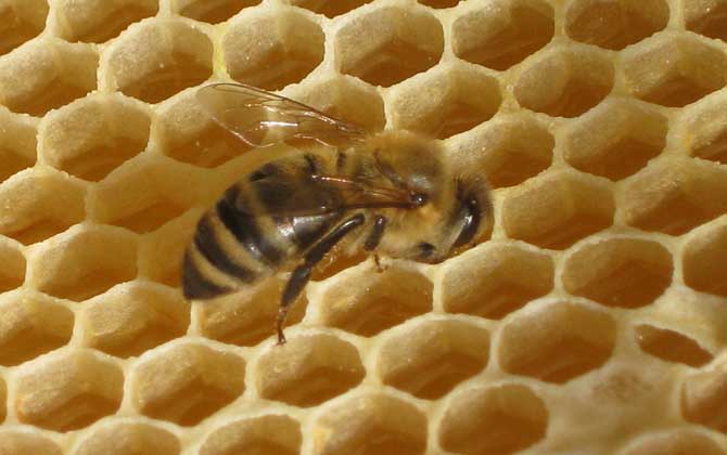 巢蟲怎么防治最有效? 巢蟲怎么防治