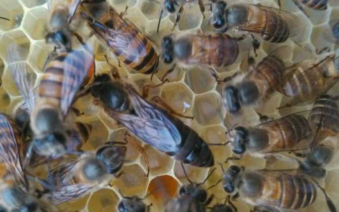 歐洲幼蟲腐臭病的防治方法 歐洲幼蟲腐臭病