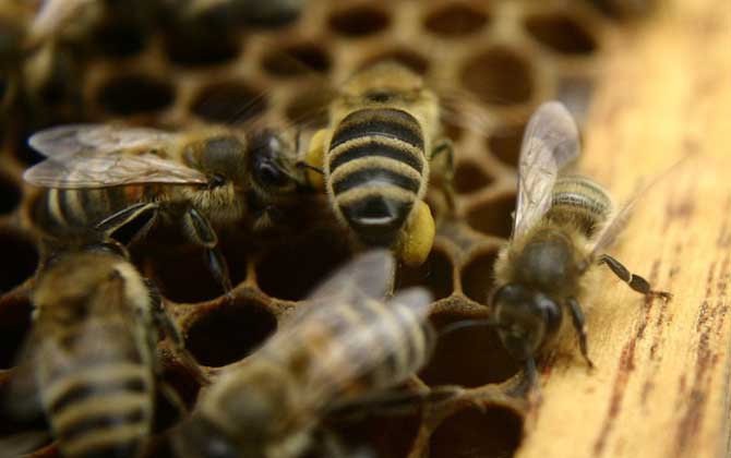 蜂螨的防治方法及注意事項 蜂螨