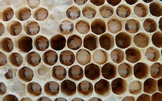 中蜂病癥狀圖片及防治技術 死蛹病