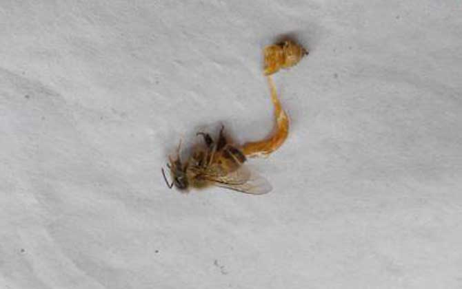 中蜂病癥狀圖片及防治技術 孢子蟲病