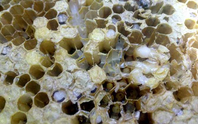中蜂病蟲害防治和用藥方法 巢蟲