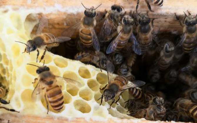 蜜蜂八種病蟲害圖片及防治 敗血病