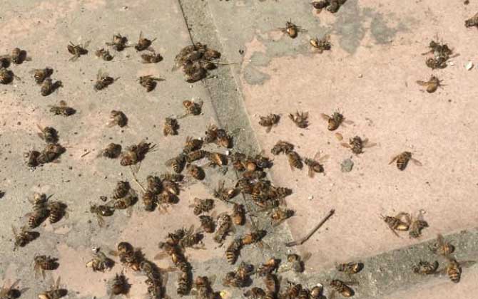 蜜蜂爬蜂病有什么特效藥? 農(nóng)藥中毒