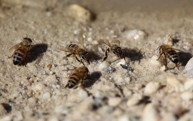 怎樣快速治療爬蜂病? 蜜蜂麻痹病