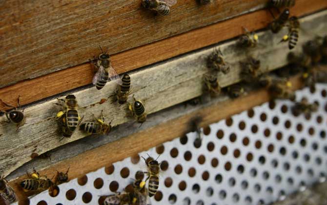 怎樣快速治療爬蜂病? 蜜蜂馬氏管變形蟲病