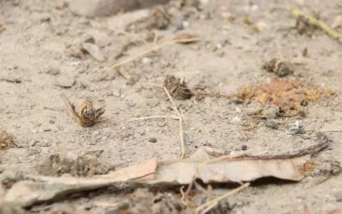 蜜蜂爬蜂病有幾種? 農(nóng)藥中毒