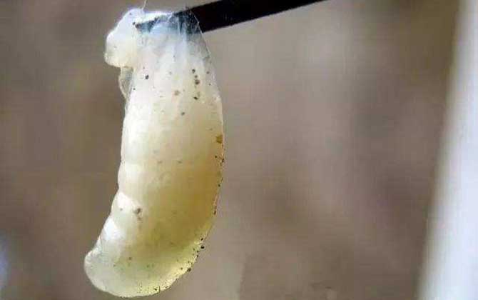 中蜂幼蟲病用什么藥治療? 中蜂幼蟲病